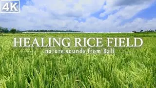 Bali's BEST KEPT SECRET: RELAXING Wind Rustling Sounds in Rice Fields, 4K