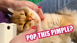 Cat Acne Cleaning and Extraction