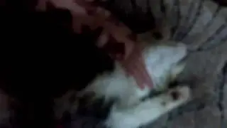 Спить