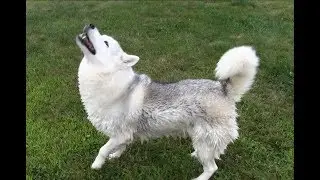 Huskies Shake Off Water in Slow Motion