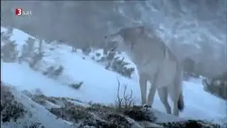 Wolfsgeheul