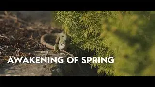 Awakening of Spring 4K | NIkkor 85mm 1:2 + Sony A7III