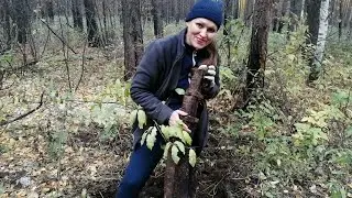 Рессоринка с мд 4030