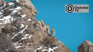 Ṣé ẹ ti rí bí ewure ṣe ń gùn òkè tó gùn