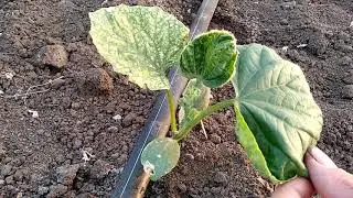 Как я с трипсом боролся...