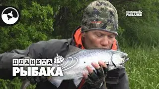 Рыбалка на Камчатке. Чавыча | Планета рыбака