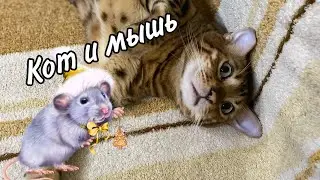 Кот и мышь! Прикол кота Лео!