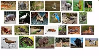 African Animal Alphabet song￼