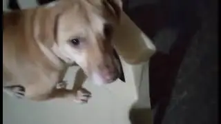 Angry Dog Playing