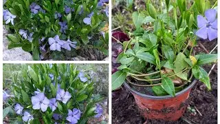 МОЙ БАРВИНОК УКРАШЕНИЕ ВЕСЕННЕГО САДА ! А У ВАС ?