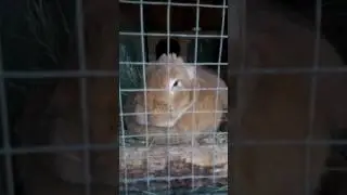 Кроль в экопарке