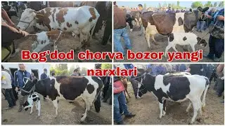 Sigir Bug'oz Xunojin narxlari | Bog'dod chorva bozor narxlari
