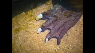 LA Zoo 2019