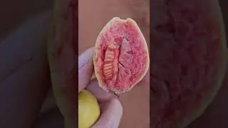 Наткнулись на деревья гуавы 🍋🍋🍋