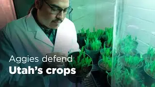 Aggie Impact: Defending Utah's crops