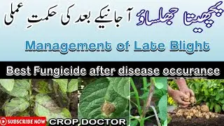 Chemical Selection after Occurrence of Late Blight