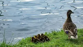 Amazing duck 🦆 🐶 2022 | funny animal | Awesome world365 