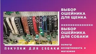 Ошейник для щенка. Ошейник для собаки