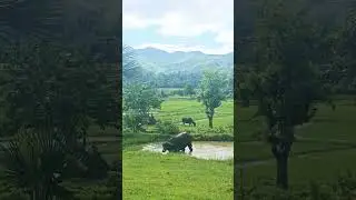 How does a carabao cool off in the Philippines ? 🇵🇭 #bohol