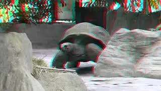 Big turtles 3D anaglyph