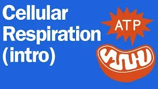 Cellular Respiration Introduction, part 1