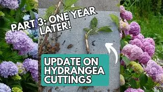 Part 3: One Year Later an Update on Planting Hydrangea Stem Cuttings | Propagating Hydrangeas