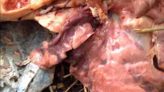 Патологическая картина пастереллёза  у свиньи. pasteurellosis in pigs