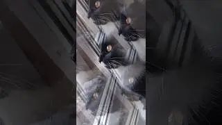 вот это бархатные тяги