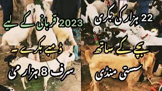 2023 KI QURBANI KE LIYE BAKRAY OR DUMBAY 8 SAY 12 HAZAR MEI | ORANGI TOWN MANDI | 