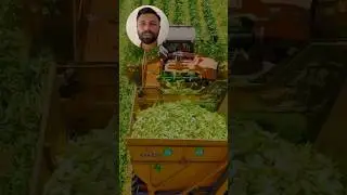 Big sweet corn harvesting 