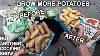 how to turn OLD SPROUTING POTATOES into MORE POTATOES