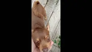Бимошка и Бонита в саду!