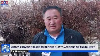 Khovd province plans to produce up to 400 tons of animal feed.