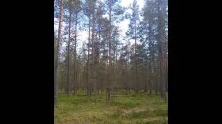 №40 Сонастройка и гармонизация вибраций головного мозга и органов до эталона