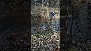 A Nice Looking Buck!