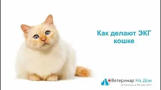 Как делается ЭКГ кошке