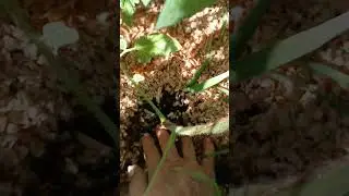 Planting tomatoes in the ground. What to do after planting. 