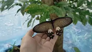 common rose life history pachliopta