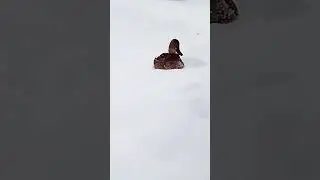Утки дикие, живут на речке в Саранске.