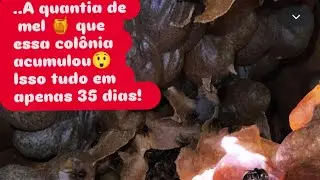 The Guaraipo division is spectacular! 😲 So much honey! 🍯🍯🍯 #meliponiculture #guaraipo 🇧🇷 #video #asf