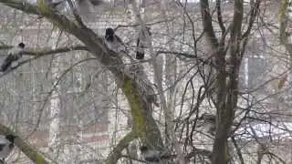 Сова против стаи галок в городе