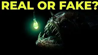 6 ऐसे जीव जो ख़ुद से लाइट रोशनी बनाते हैं । 6 Insects and fish which are Bioluminescent #wildlife