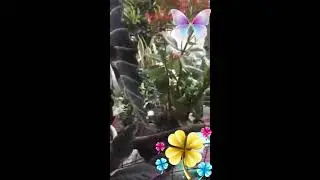 #MyGarden#Short