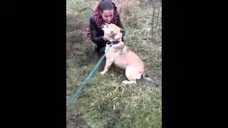 Встреча хозяйки и потерявшейся собаки через 1,5 года