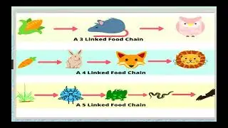 food chain our envpt3