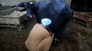 best milking buffalo milked by hand | أفضل الجاموس حلب الحليب باليد | Top Milking videos