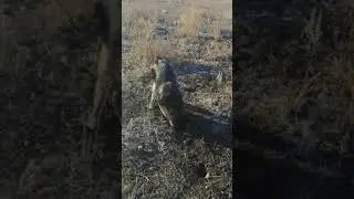 Немецкая овчарка 4 месяца