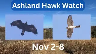 Ashland Hawk Watch Update Week 10: Highlights and Raptor Identification Practice (Nov. 2-8, 2024)