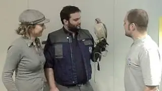 Der Falkner bei Oldie95.AVI