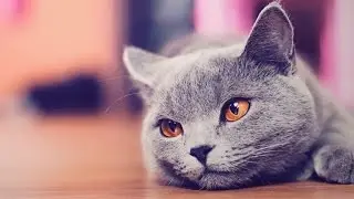 Get the widget callback WidgetCall for 3 minutes